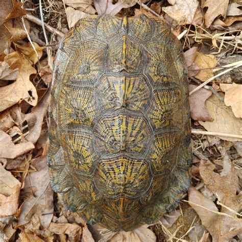 Development and poaching erasing years of work to protect wood turtles