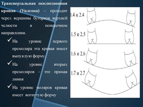 Функциональный анализ зубочелюстной системы. Элементы окклюзионной ...