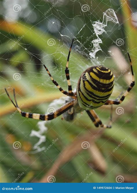 Closeup of a Yellow Striped Wasp Spider in Its Spider Net Stock Photo