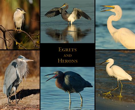 Egrets and Herons