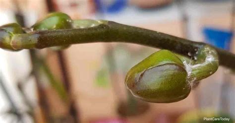 How To Get Rid Of Mealybugs On Orchids