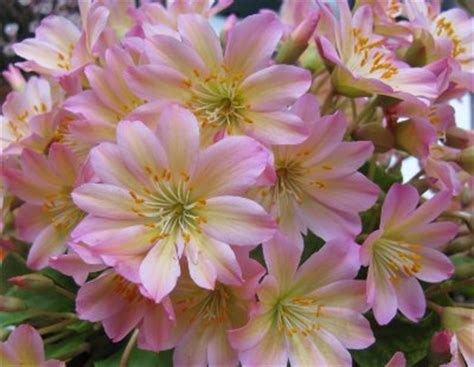 Pottertons Nursery - Lewisia tweedyi 'Rosea'