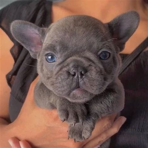 Blue French Bulldog Puppies For Sale in Delhi NCR, India - Reserve Now
