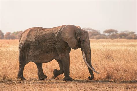 9 Meanings of an Elephant With Trunk Down: Good Luck?