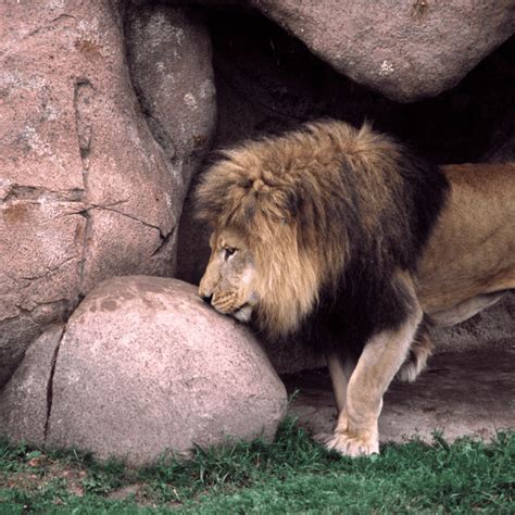 Daniel in the Bible: An Example of a Godly Life in a Secular World