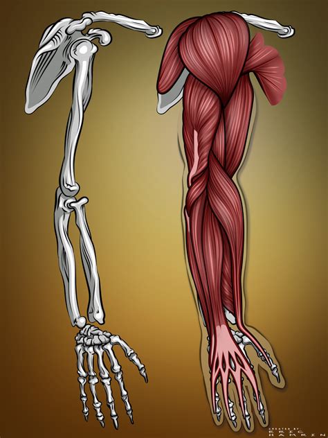 eric hamrin illustration arm muscle anatomy