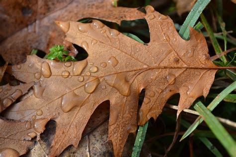 secca dizionario significato  curiosita