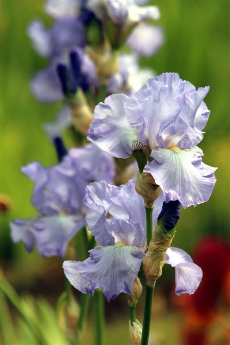 Free Images : nature, flower, botany, colorful, flora, wildflower, eye