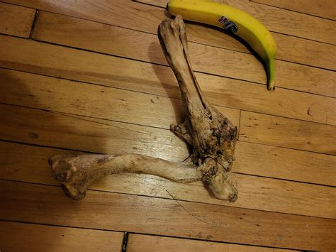anybody know what's up with this weird bone(s) I found? found in the