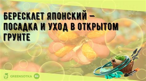 Бересклет японский — посадка и уход в открытом грунте - YouTube