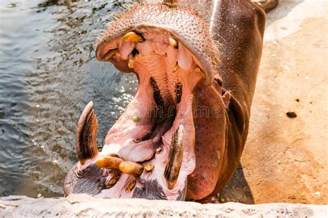 Hippo Feeding by Guests of the Zoo. Reproduction and Care of Hippos ...