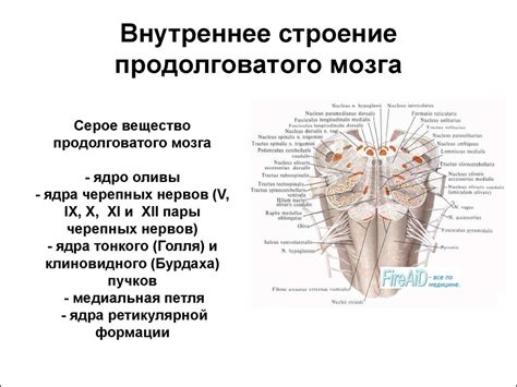 Анатомия ствола головного мозга - online presentation