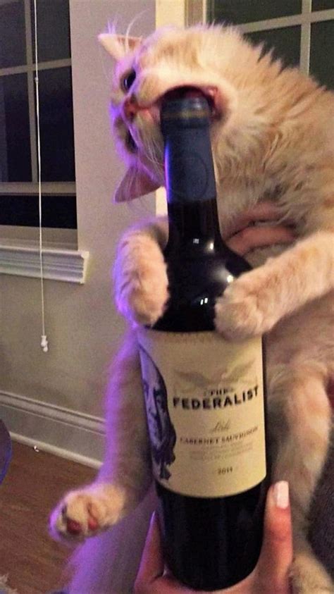 cats and wine | Kediler ve yavruları, Şirin kedi, Kedi