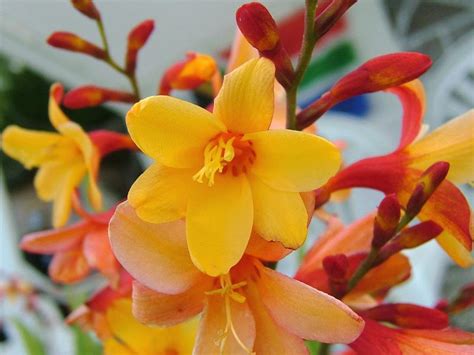 Цветок крокосмия (Crocosmia) посадка и уход, фото выращивание