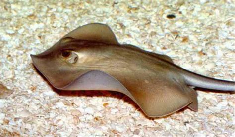 Fichas de Peces: Dasyatis pastinaca
