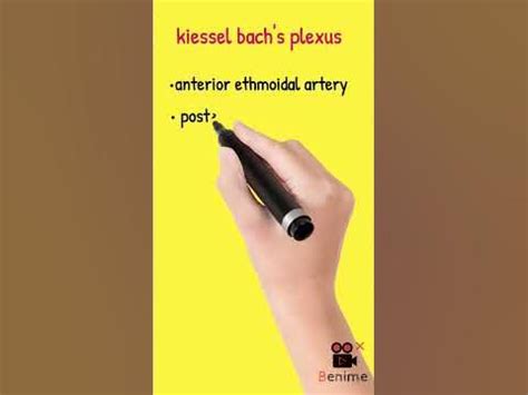 kiesselbach plexus anatomy nose blood supply ent youtubeshorts