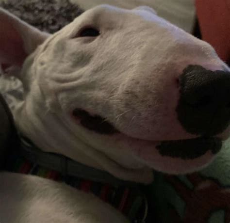 sphinx cat    bingus rbingus