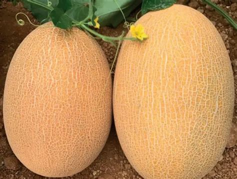 Kavun | ARGETO Vegetable Seeds