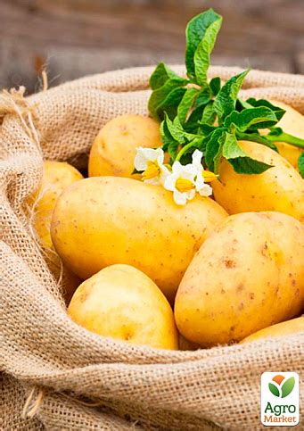 Картофель "Раноми" семенной ранний (1 репродукция) 1кг купить почтой в ...