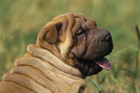 10 Chinese Dog Breeds and Their Histories | Reader's Digest