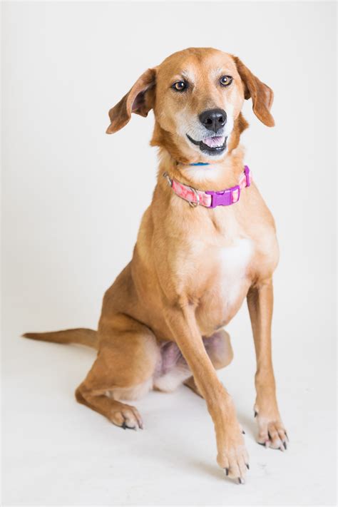 Adoption Center Closing Early 1/31/2020 - Blue Ridge Humane Society