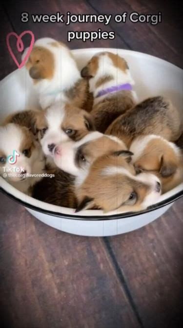 Corgi Lover | Baby corgi, Cute corgi puppy, Cute corgi