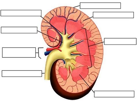 Blank Renal System Diagram Kidney Diagram No Labels