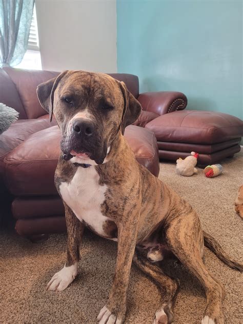East Tennessee Boxer/Bulldog Rescue
