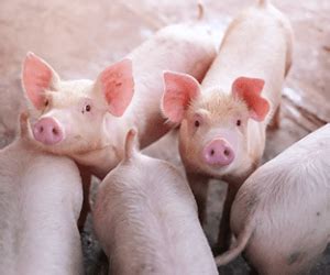TRUGRO FEATURED IN ALL ABOUT FEED - Layn Corp