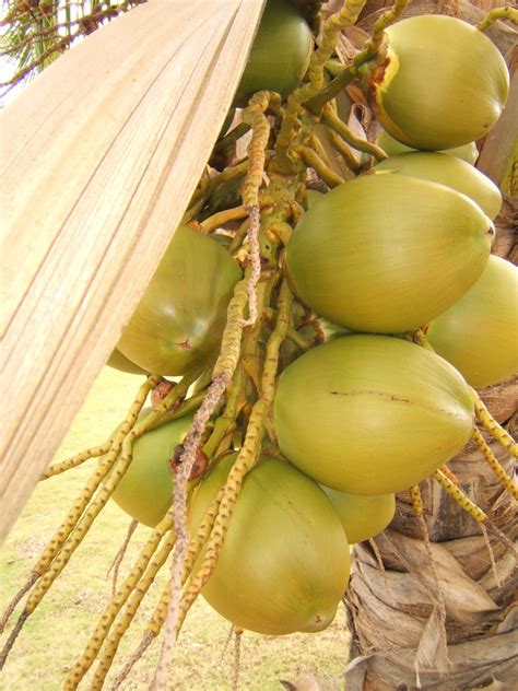 cocos 2 Free Photo Download | FreeImages