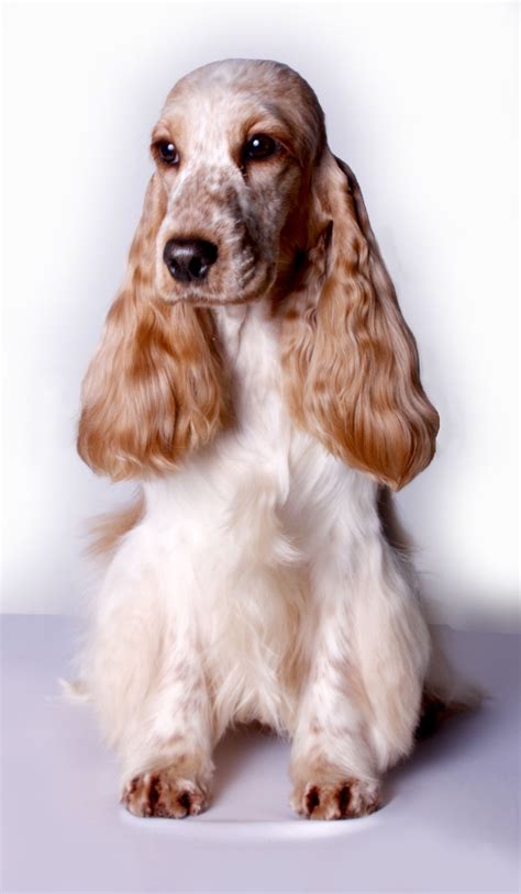 English Cocker | English cocker spaniel, English cocker, Cocker spaniel