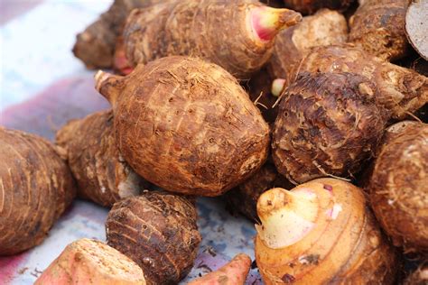 Veg - Growing Taro in USA - Zone 5a climate | Timebomb 2000