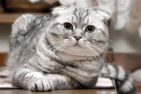 scottish fold kittens | Cat scottish fold, Most beautiful cat breeds ...