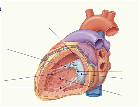 Diagram of left ventricle | Quizlet