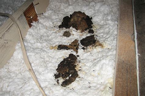 Raccoon Feces in the Attic - Photographs - How to Identify and Clean