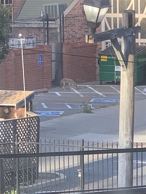 Caught my neighbor snooping around the alley this evening : r/Sacramento