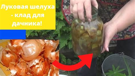 Луковая шелуха - клад для дачника! Как использовать луковую шелуху на ...