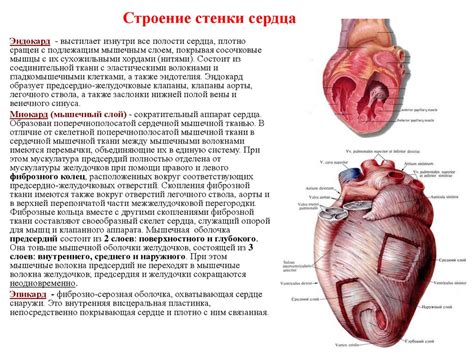 Анатомо-физиологические особенности сердечно-сосудистой системы ...