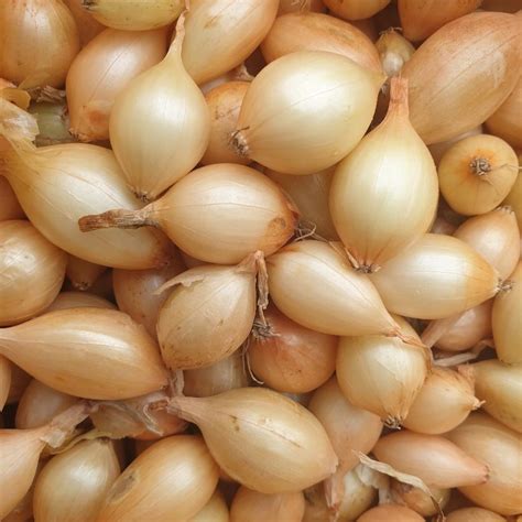 cebula dymka zimowa zimujaca senshyu yellow   allegropl