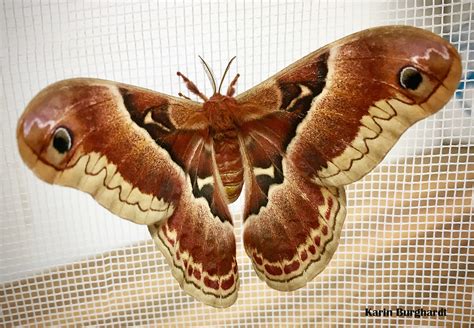 silk moths poop  maddison chidley blog