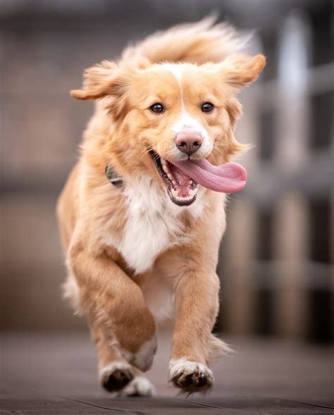 12 Golden Retriever Mixes for a Cute, Fluffy Companion