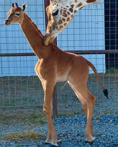 Kipekee, the world's only spotless giraffe, was born at Brights Zoo