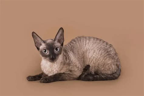 Cornish Rex Cat Breed Characteristics & Info | World Cat Finder