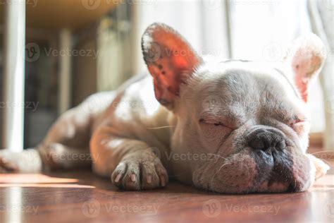French Bulldog Sleeping On Back