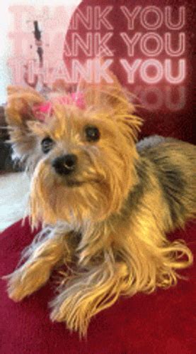 Thank You Dog GIF - Thank You Dog Adorable - Discover & Share GIFs