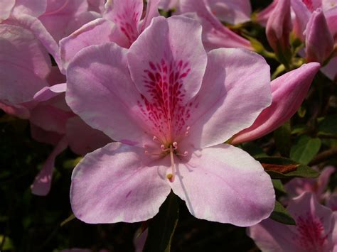 Azalea Flowers ~ Top Flowers Wallpaper