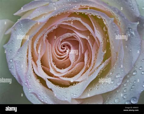 Pink coloured coloured rose hi-res stock photography and images - Alamy
