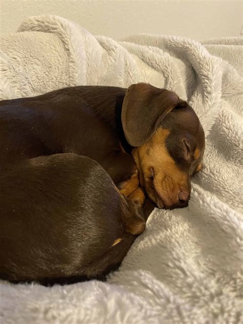 10 Reasons Why Dogs Snore: When To Be Concerned - [2025]