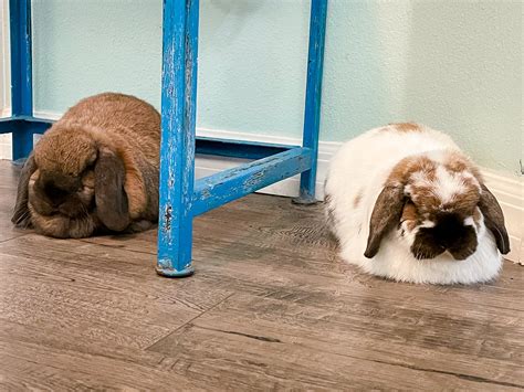 double  cuteness  adding   pet bunny   family read