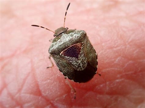 Eysarcoris venustissimus | Eysarcoris venustissimus | Flickr